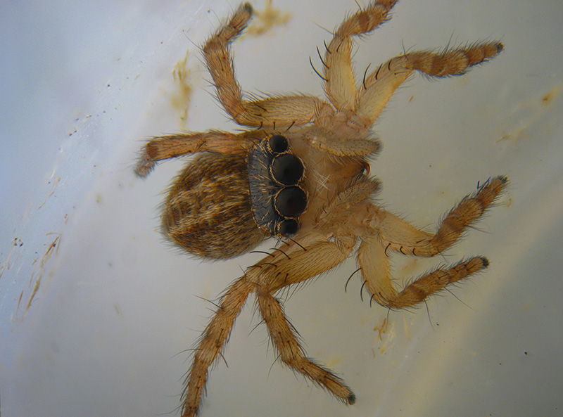 Euophrys sp.   -  Milano